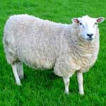 Serviciul veterinar al regiunii, Vladimir (enterotoxemia ovine infecțioase) Serviciul veterinar Regiunea Vladimir