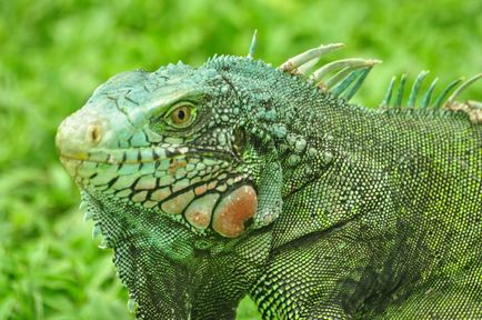 Tipuri iguane (iguane) tipuri de iguane