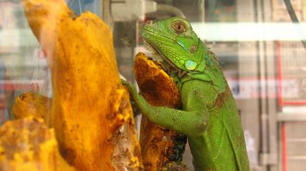 Tipuri iguane (iguane) tipuri de iguane