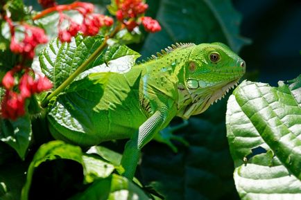 Tipuri iguane (iguane) tipuri de iguane