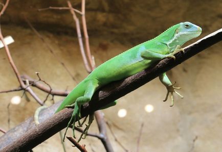 Tipuri iguane (iguane) tipuri de iguane