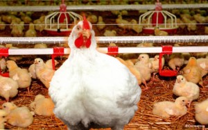 Profitabil să crească pui de vânzare (pui de carne) Profitabil să crească pui de vânzare