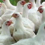 Profitabil să crească pui de vânzare (benefice) Profitabil să crească pui de vânzare