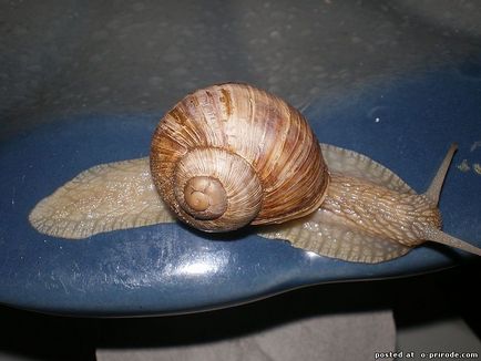 Melc mânca sau de a ridica la domiciliu - 30 fotografii - poze - fotografii lumii naturale (de struguri) Melc mânca sau de a ridica la domiciliu - 30 fotografii - poze - fotografii lumii naturale