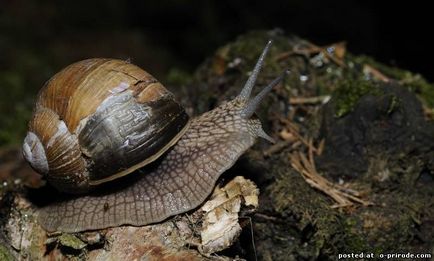 Melc mânca sau de a ridica la domiciliu - 30 fotografii - poze - fotografii lumii naturale (de struguri) Melc mânca sau de a ridica la domiciliu - 30 fotografii - poze - fotografii lumii naturale