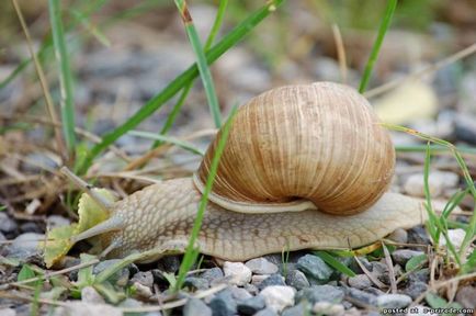 Melc mânca sau de a ridica la domiciliu - 30 fotografii - poze - fotografii naturale lume (la domiciliu) Melc mânca sau de a ridica la domiciliu - 30 fotografii - poze - fotografii lumii naturale
