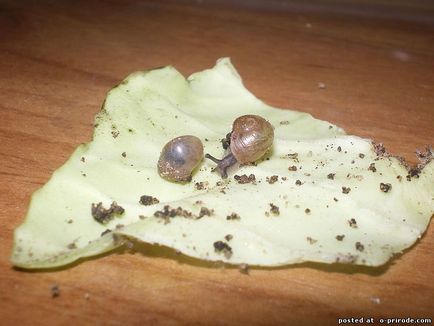 Melc mânca sau de a ridica la domiciliu - 30 fotografii - poze - fotografii naturale lume (melc: să mănânce sau să planteze la domiciliu - 30 fotografii) Melc mânca sau de a ridica la domiciliu - 30 fotografii - poze - fotografii lumii naturale