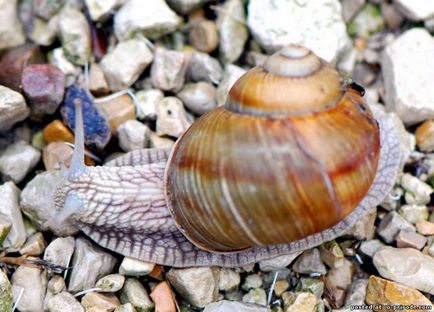 Melc mânca sau de a ridica la domiciliu - 30 fotografii - poze - fotografii lumii naturale (de struguri) Melc mânca sau de a ridica la domiciliu - 30 fotografii - poze - fotografii lumii naturale