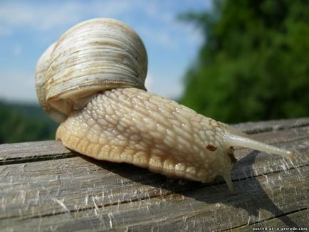 Melc mânca sau de a ridica la domiciliu - 30 fotografii - poze - fotografii lumii naturale (melcul) Melc mânca sau de a ridica la domiciliu - 30 fotografii - poze - fotografii lumii naturale