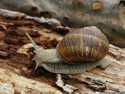 Melc mânca sau de a ridica la domiciliu - 30 fotografii - poze - fotografii lumii naturale (de struguri) Melc mânca sau de a ridica la domiciliu - 30 fotografii - poze - fotografii lumii naturale