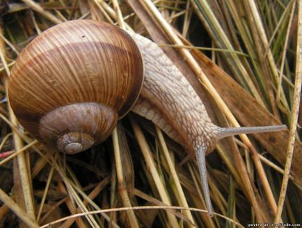 Melc mânca sau de a ridica la domiciliu - 30 fotografii - poze - fotografii lumii naturale