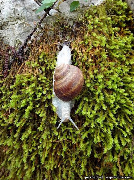 Melc mânca sau de a ridica la domiciliu - 30 fotografii - poze - fotografii lumii naturale (melcul) Melc mânca sau de a ridica la domiciliu - 30 fotografii - poze - fotografii lumii naturale