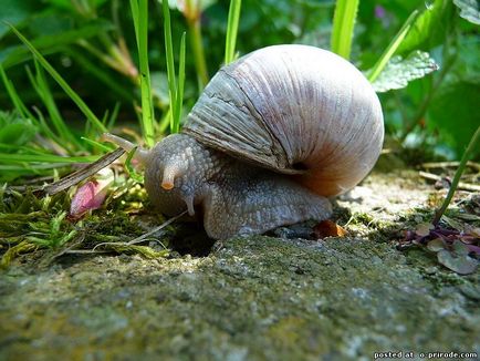 Melc mânca sau de a ridica la domiciliu - 30 fotografii - poze - fotografii naturale lume (melc: să mănânce sau să planteze la domiciliu - 30 fotografii) Melc mânca sau de a ridica la domiciliu - 30 fotografii - poze - fotografii lumii naturale