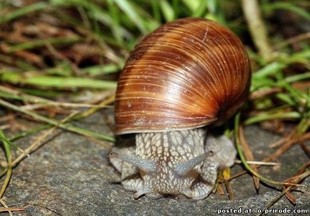 Melc mânca sau de a ridica la domiciliu - 30 fotografii - poze - fotografii lumii naturale (de struguri) Melc mânca sau de a ridica la domiciliu - 30 fotografii - poze - fotografii lumii naturale
