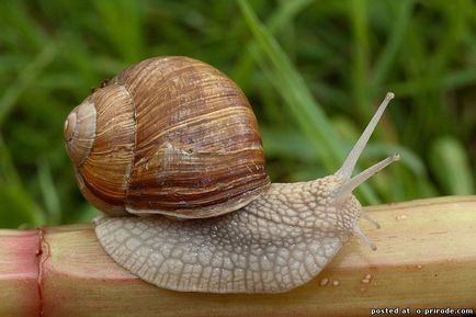 Melc mânca sau de a ridica la domiciliu - 30 fotografii - poze - fotografii lumii naturale (de struguri) Melc mânca sau de a ridica la domiciliu - 30 fotografii - poze - fotografii lumii naturale