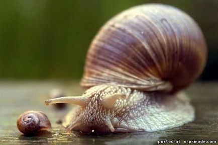 Melc mânca sau de a ridica la domiciliu - 30 fotografii - poze - fotografii lumii naturale (de struguri) Melc mânca sau de a ridica la domiciliu - 30 fotografii - poze - fotografii lumii naturale