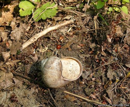 Melc mânca sau de a ridica la domiciliu - 30 fotografii - poze - fotografii naturale lume (la domiciliu) Melc mânca sau de a ridica la domiciliu - 30 fotografii - poze - fotografii lumii naturale