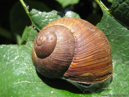 Melc mânca sau de a ridica la domiciliu - 30 fotografii - poze - fotografii lumii naturale