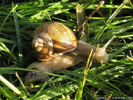 Melc mânca sau de a ridica la domiciliu - 30 fotografii - poze - fotografii lumii naturale (de struguri) Melc mânca sau de a ridica la domiciliu - 30 fotografii - poze - fotografii lumii naturale