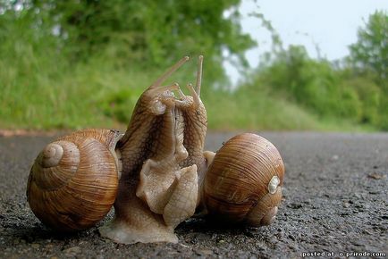 Melc mânca sau de a ridica la domiciliu - 30 fotografii - poze - fotografii naturale lume (melc: să mănânce sau să planteze la domiciliu - 30 fotografii) Melc mânca sau de a ridica la domiciliu - 30 fotografii - poze - fotografii lumii naturale