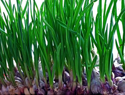 cultivarea usturoi în seră, grădinar (buruieni prășitoare lupte) cultivarea usturoi în seră, grădinar