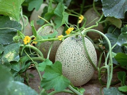 Cultivarea pepeni în zona de grădină (în creștere) Cultivarea de pepene galben pe un site grădină