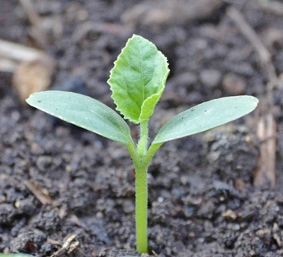 Cultivarea pepeni în zona de grădină (pepeni) Cultivarea de pepene galben pe un site grădină