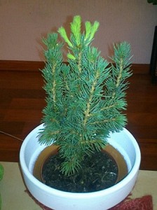 Cultivarea semyanhvoynye de molid (creștere) Cultivarea semyanhvoynye de molid