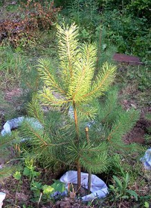 Cultivarea semyanhvoynye de molid (creștere) Cultivarea semyanhvoynye de molid
