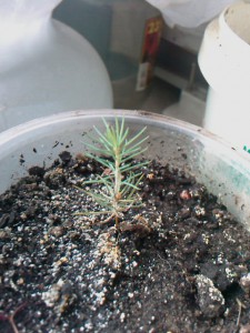 Cultivarea semyanhvoynye de molid (creștere) Cultivarea semyanhvoynye de molid