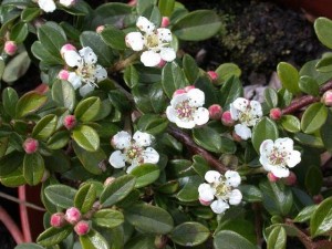 Cultivarea Cotoneaster (Cotoneaster) Cotoneaster cultivare