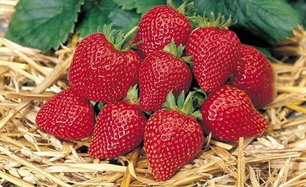 Cultivarea căpșuni în seră (condiții de seră) Cultivarea căpșuni în sere