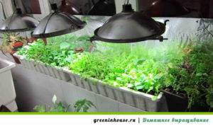 cultivare ceapa pe pervaz (ceapa de pe stiloul pe pervaz) cultivare ceapa pe pervazul ferestrei