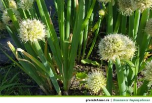 cultivare ceapa pe pervazul ferestrei (cresc ceapa pe o fereastră de iarnă) cultivare ceapa pe pervazul ferestrei