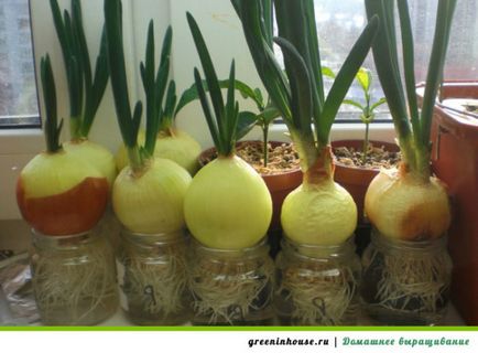 arcul Cultivare pe pervaz (ca ceapa cresc pe pervazul ferestrei) cultivare ceapa pe pervazul ferestrei