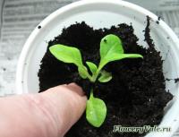 Cultivarea răsaduri de 8 probleme și soluțiile lor (probleme) Cultivarea răsaduri de 8 probleme și soluțiile lor