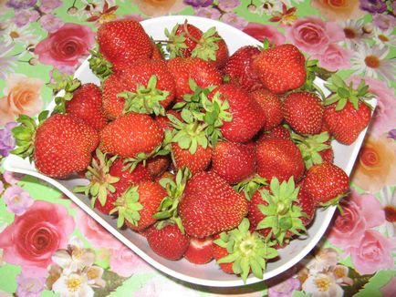 Cultivarea căpșuni pe parcela (capsuni) Cultivarea căpșuni pe parcela