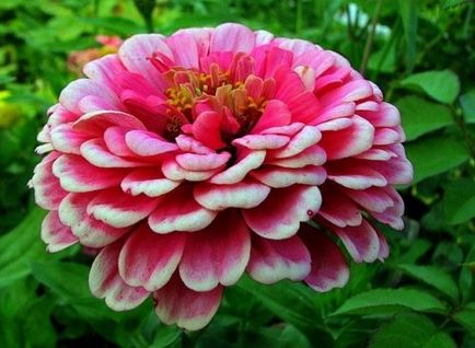 Cultivarea zinnias din selecția semințelor și îngrijirea solului (sol) Cultivarea semințelor de zinnias de selecție și de îngrijire a solului