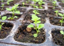 Cultivarea zinnias din selecția semințelor și îngrijirea solului (zinnias) Cultivarea semințelor de zinnias de selecție și de îngrijire a solului
