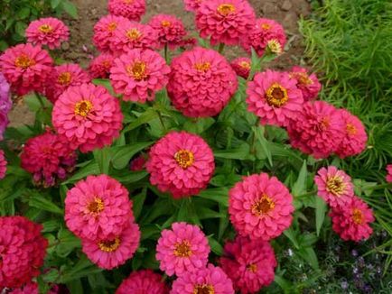 Cultivarea semințelor de zinnias din selectarea solului și de îngrijire (îngrijire) Cultivarea semințelor de zinnias de selecție și de îngrijire a solului