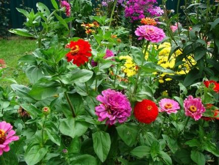Cultivarea zinnias din selecția semințelor și îngrijirea solului (o găleată mare de apă) Cultivarea semințelor de zinnias de selecție și de îngrijire a solului