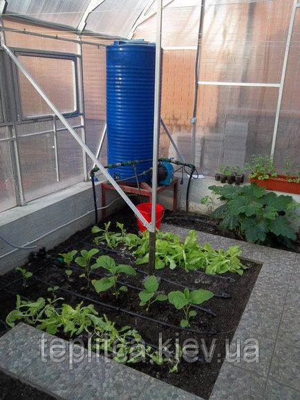 Cultivarea usturoiului într-o seră (usturoi glasshouse cultivare) Cultivarea usturoi în seră
