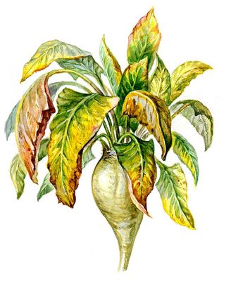 Boli virale ale plantelor - aceasta (boala) Boli virale ale plantelor - ea