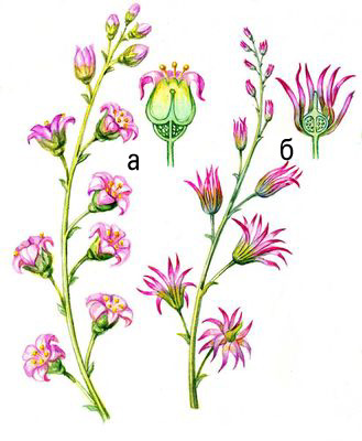 Boli virale ale plantelor - aceasta (boala) Boli virale ale plantelor - ea