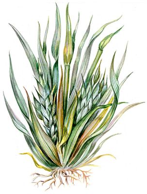 Boli virale ale plantelor - aceasta (boala) Boli virale ale plantelor - ea