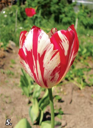Întrebări polenizare (polenizare) întrebări polenizare