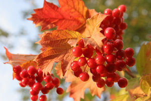 Harm și beneficiile Viburnum roșu (roșu) Harm și beneficiile de Viburnum roșu