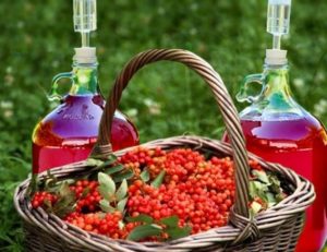 Harm și beneficiile Viburnum roșu (Viburnum) Harm și beneficiile de Viburnum roșu