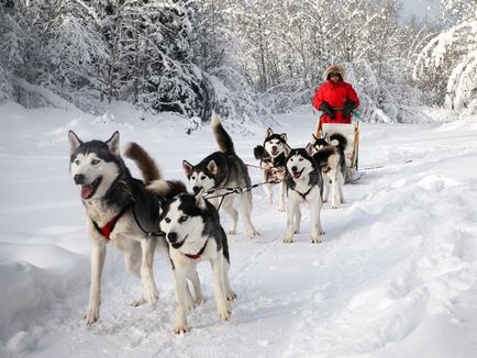 Timpul Arctic - portal de informare (arctic) Arctic timp - portal de informare