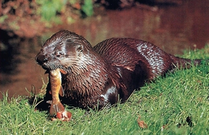 Caracteristici River Otter descriere tip, habitat, fotografie (formular) Caracteristici râu vidra descriere specii, habitat, fotografii